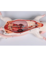 Modello di dissezione del ratto Erler Zimmer VET0821