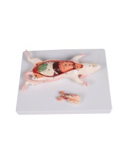 Modello di dissezione del ratto Erler Zimmer VET0821