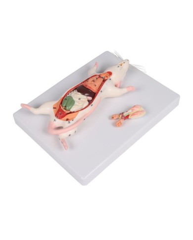 Modello di dissezione del ratto Erler Zimmer VET0821