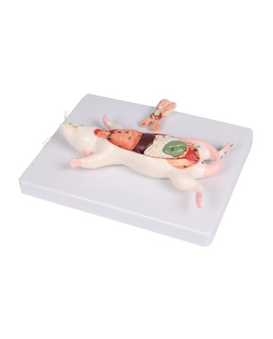 Modello di dissezione del ratto Erler Zimmer VET0821