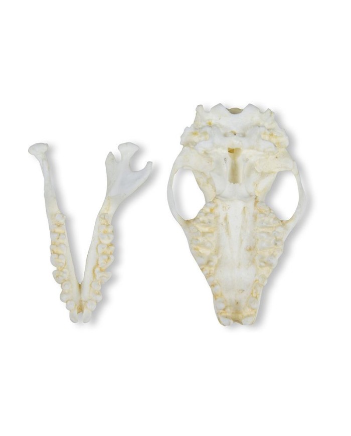 Cranio di riccio Erinaceus europaeus Erler Zimmer VET2075