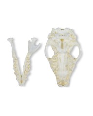 Cranio di riccio Erinaceus europaeus Erler Zimmer VET2075