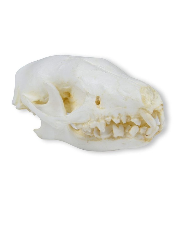 Cranio di riccio Erinaceus europaeus Erler Zimmer VET2075