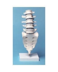 Erler Zimmer, modello anatomico di colonna vertebrale lombare, su stativo 4036