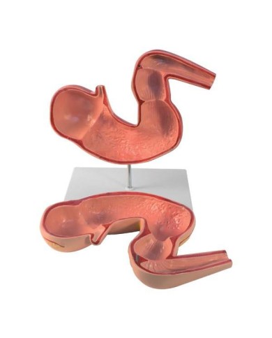 Stomaco di cavallo in scala ridotta Erler Zimmer VET1380