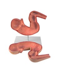 Stomaco di cavallo in scala ridotta Erler Zimmer VET1380