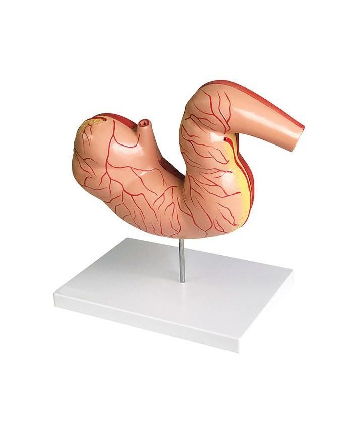 Stomaco di cavallo in scala ridotta Erler Zimmer VET1380