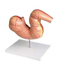 Stomaco di cavallo in scala ridotta Erler Zimmer VET1380