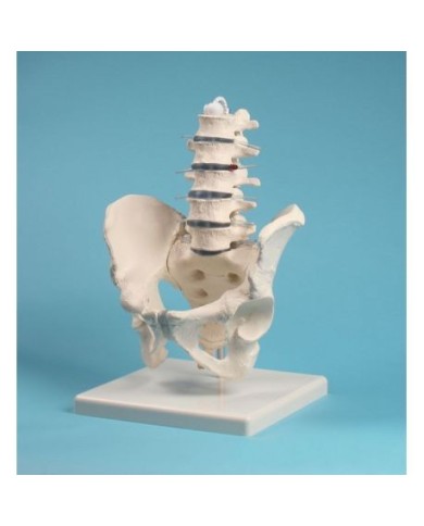 Erler Zimmer, modello anatomico di colonna vertebrale lombare, con bacino, su stativo 4040 Erler Zimmer, modello anatomico di colonna vertebrale lombare, con bacino, su stativo 4040