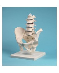 Erler Zimmer, modello anatomico di colonna vertebrale lombare, con bacino, su stativo 4040