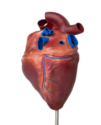 Cuore di cavallo in scala ridotta Erler Zimmer VET1510