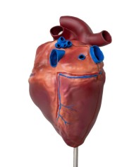 Cuore di cavallo in scala ridotta Erler Zimmer VET1510