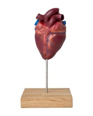 Cuore di cavallo in scala ridotta Erler Zimmer VET1510