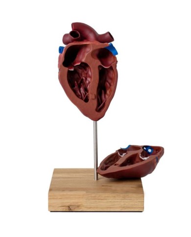 Cuore di cavallo in scala ridotta Erler Zimmer VET1510