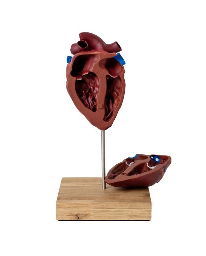 Cuore di cavallo in scala ridotta Erler Zimmer VET1510