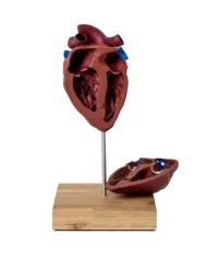 Cuore di cavallo in scala ridotta Erler Zimmer VET1510