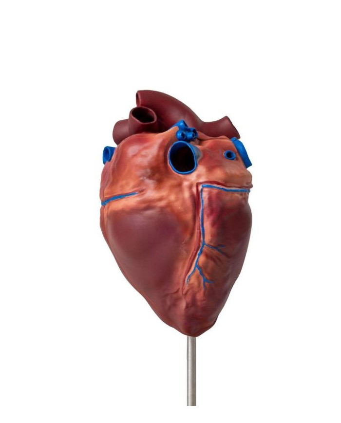 Cuore di cavallo in scala ridotta Erler Zimmer VET1510