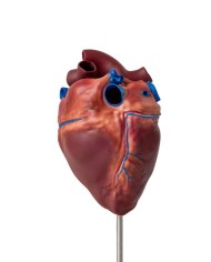 Cuore di cavallo in scala ridotta Erler Zimmer VET1510