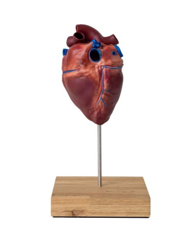 Cuore di cavallo in scala ridotta Erler Zimmer VET1510