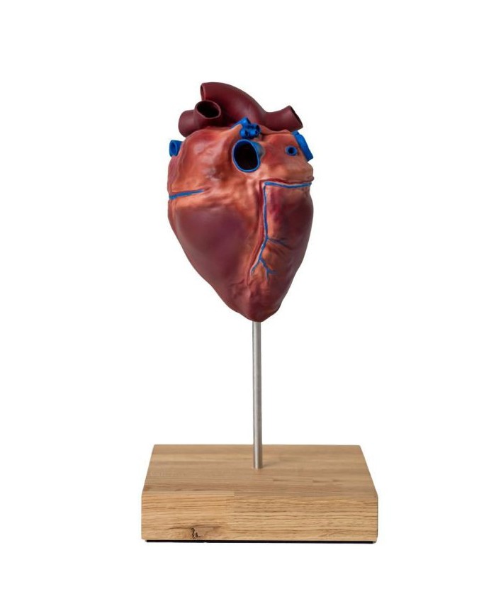 Cuore di cavallo in scala ridotta Erler Zimmer VET1510