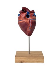 Cuore di cavallo in scala ridotta Erler Zimmer VET1510