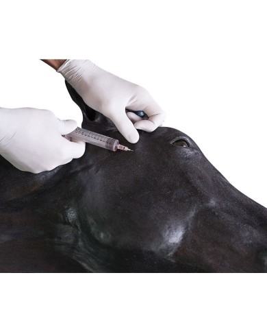 Simulatore di Testa del Cavallo Erler Zimmer SRE0651