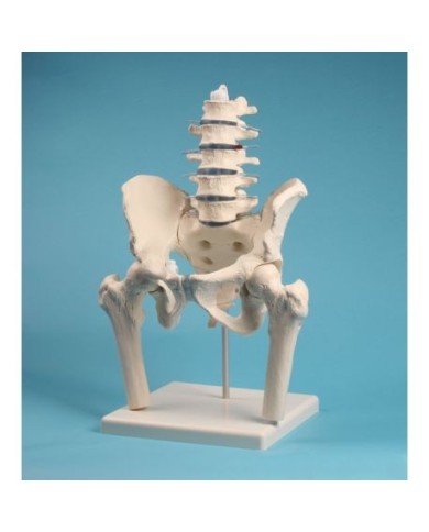 Erler Zimmer, modello anatomico di colonna vertebrale lombare, con bacino e tronchi dei femori, su stativo 4045 Erler Zimmer, modello anatomico di colonna vertebrale lombare, con bacino e tronchi dei femori, su stativo 4045