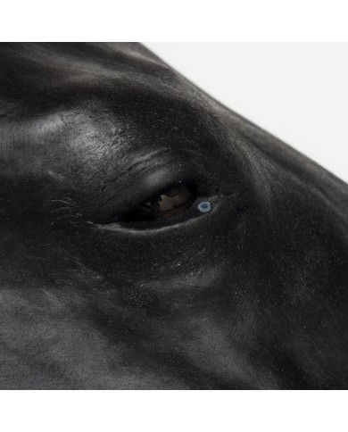 Simulatore di Testa del Cavallo Erler Zimmer SRE0651