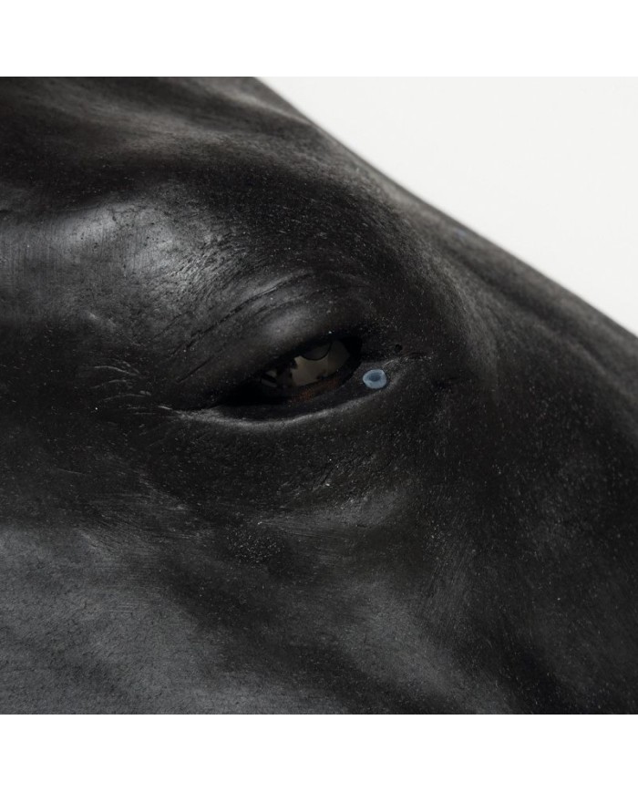 Simulatore di Testa del Cavallo Erler Zimmer SRE0651