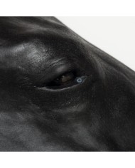 Simulatore di Testa del Cavallo Erler Zimmer SRE0651