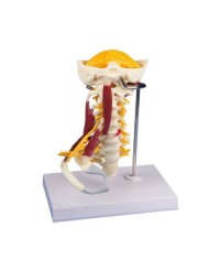 Erler Zimmer, modello anatomico di colonna vertebrale cervicale con muscoli e osso occipitale