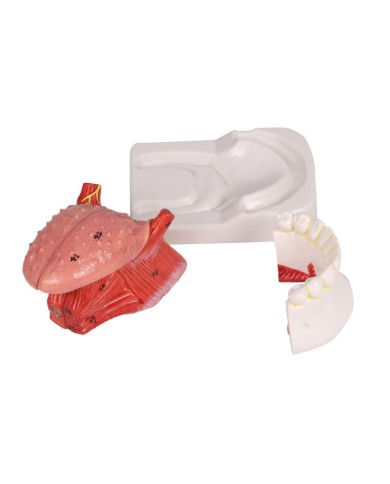 Modello di lingua e denti grandezza naturale 4 parti Erler Zimmer EZ D443 Modello di lingua e denti grandezza naturale 4 parti Erler Zimmer EZ D443