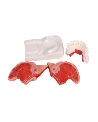 Modello di lingua e denti grandezza naturale 4 parti Erler Zimmer EZ D443 Modello di lingua e denti grandezza naturale 4 parti Erler Zimmer EZ D443
