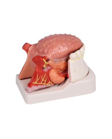 Modello di lingua e denti grandezza naturale 4 parti Erler Zimmer EZ D443