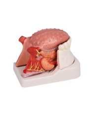 Modello di lingua e denti grandezza naturale 4 parti Erler Zimmer EZ D443