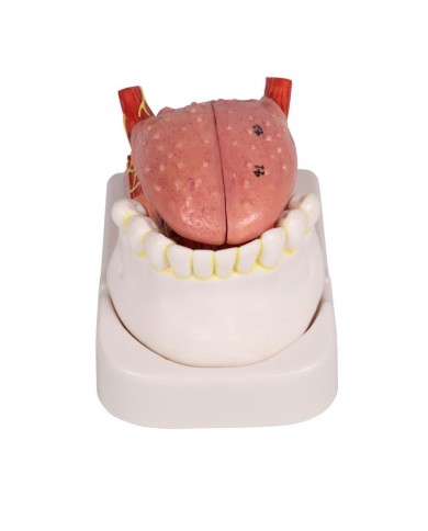 Modello di lingua e denti grandezza naturale 4 parti Erler Zimmer EZ D443