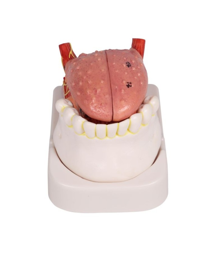 Modello di lingua e denti grandezza naturale 4 parti Erler Zimmer EZ D443