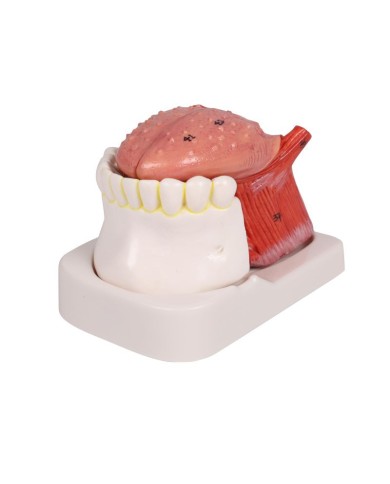Modello di lingua e denti grandezza naturale 4 parti Erler Zimmer EZ D443