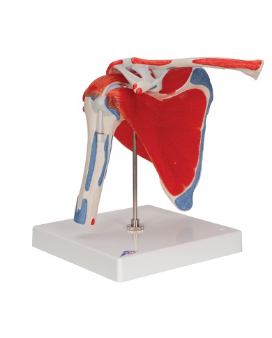 Articolazione scapolomerale con cuffia dei rotatori 5 pezzi A880