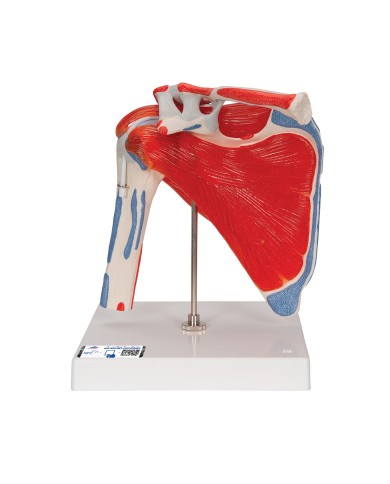 Articolazione scapolomerale con cuffia dei rotatori 5 pezzi A880