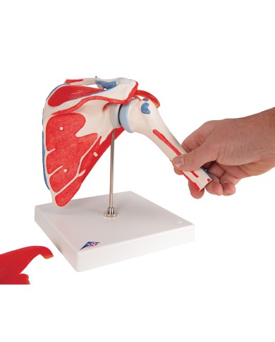 Articolazione scapolomerale con cuffia dei rotatori 5 pezzi A880