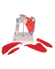 Articolazione scapolomerale con cuffia dei rotatori 5 pezzi A880