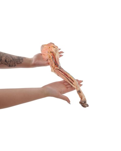 Arto Anteriore del Cane Muscoli Tendini Legamenti Vasi e Nervi Dista