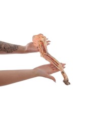 Arto Anteriore del Cane Muscoli Tendini Legamenti Vasi e Nervi Dista