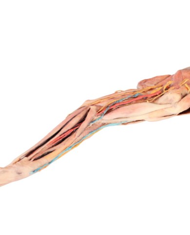 Arto Anteriore del Cane Muscoli Tendini Legamenti Vasi e Nervi Dista