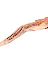 Arto Anteriore del Cane Muscoli Tendini Legamenti Vasi e Nervi Dista