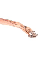 Arto Anteriore del Cane Muscoli Tendini Legamenti Vasi e Nervi Dista