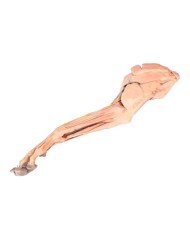 Arto Anteriore del Cane Muscoli Tendini Legamenti Vasi e Nervi Dista