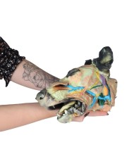 Testa del Cane Dissezioni Superficiali e Profonde VP9000