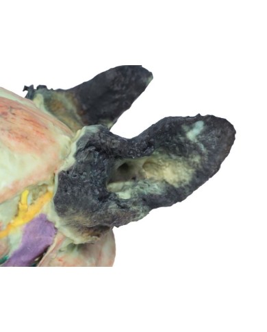 Testa del Cane Dissezioni Superficiali e Profonde VP9000